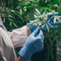 The Connection Between Medical Marijuana Innovation and Strong Legal Frameworks