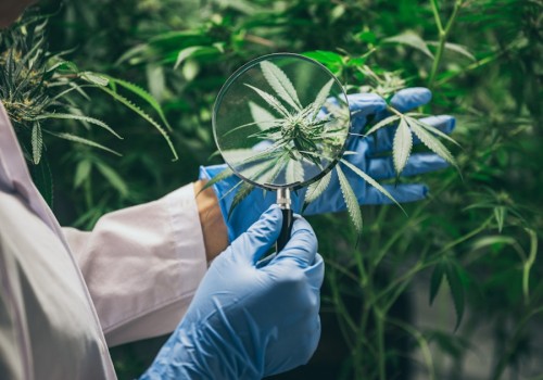 The Connection Between Medical Marijuana Innovation and Strong Legal Frameworks